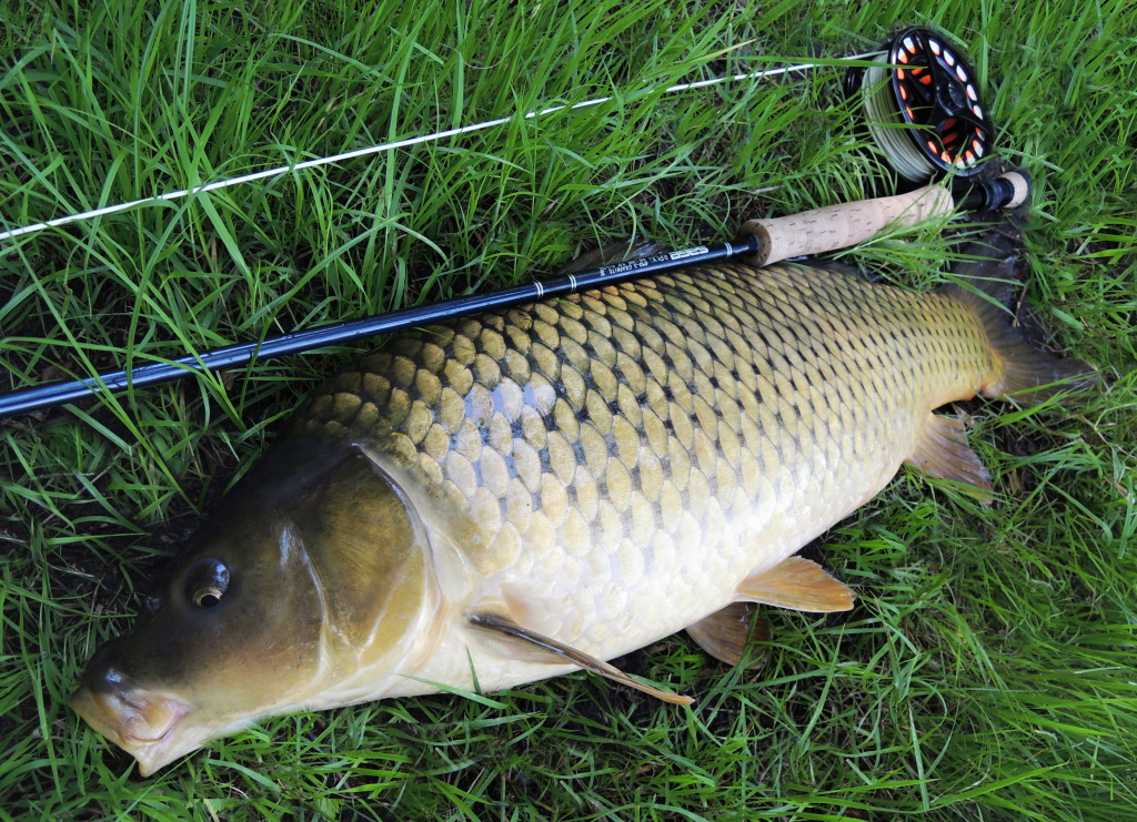 Scale carp in category 70+ perfect for me.