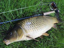 Scale carp in category 70+ perfect for me.