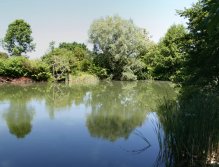 Great place for summer carp stalking.