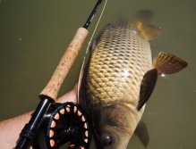 Beauty small carp in my favorite composition.