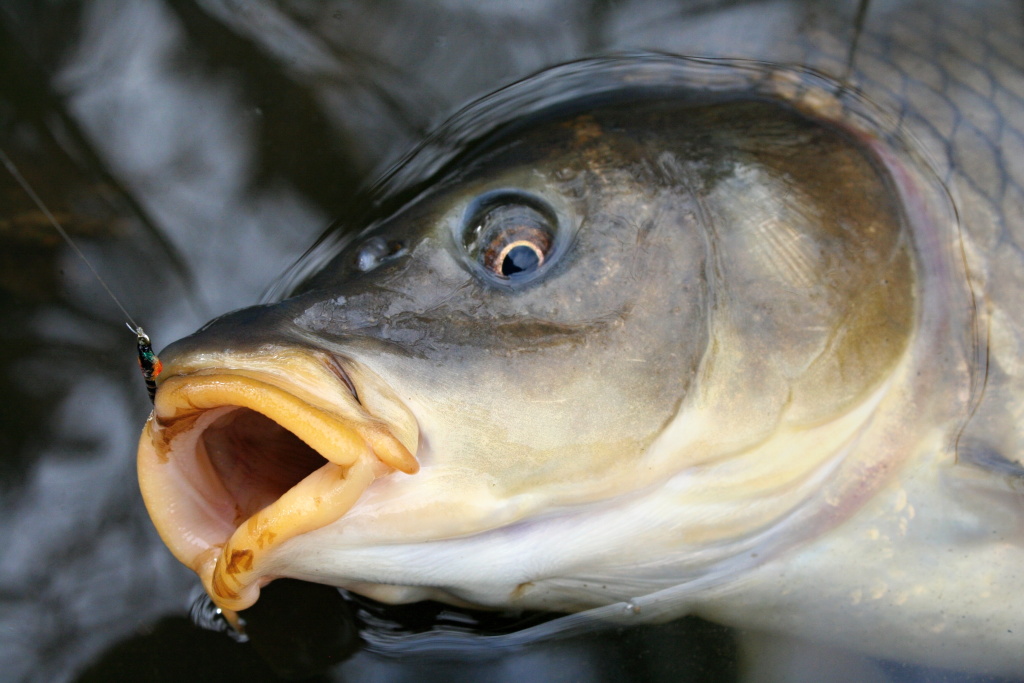 Eye to eye. The fly is big black epoxy buzzer.
