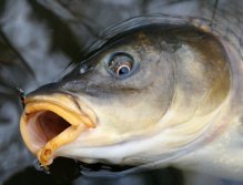 Eye to eye. The fly is big black epoxy buzzer.