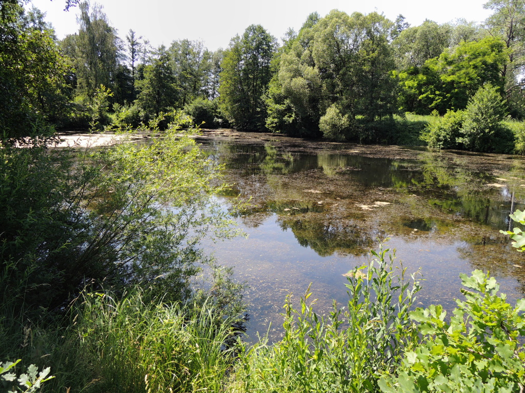 Another nice overgrown place for carp fishing on the fly.