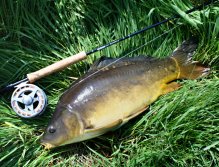 Relly nice mirror carp from the river - very tough fighter!