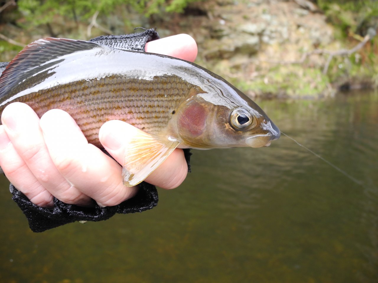 and grayling!