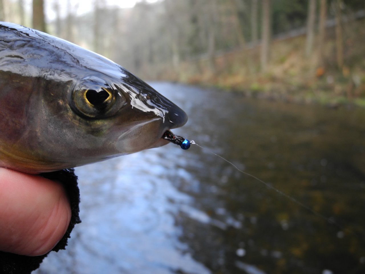 The Blue Killer is not the fake fly!