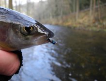 The Blue Killer is not the fake fly!