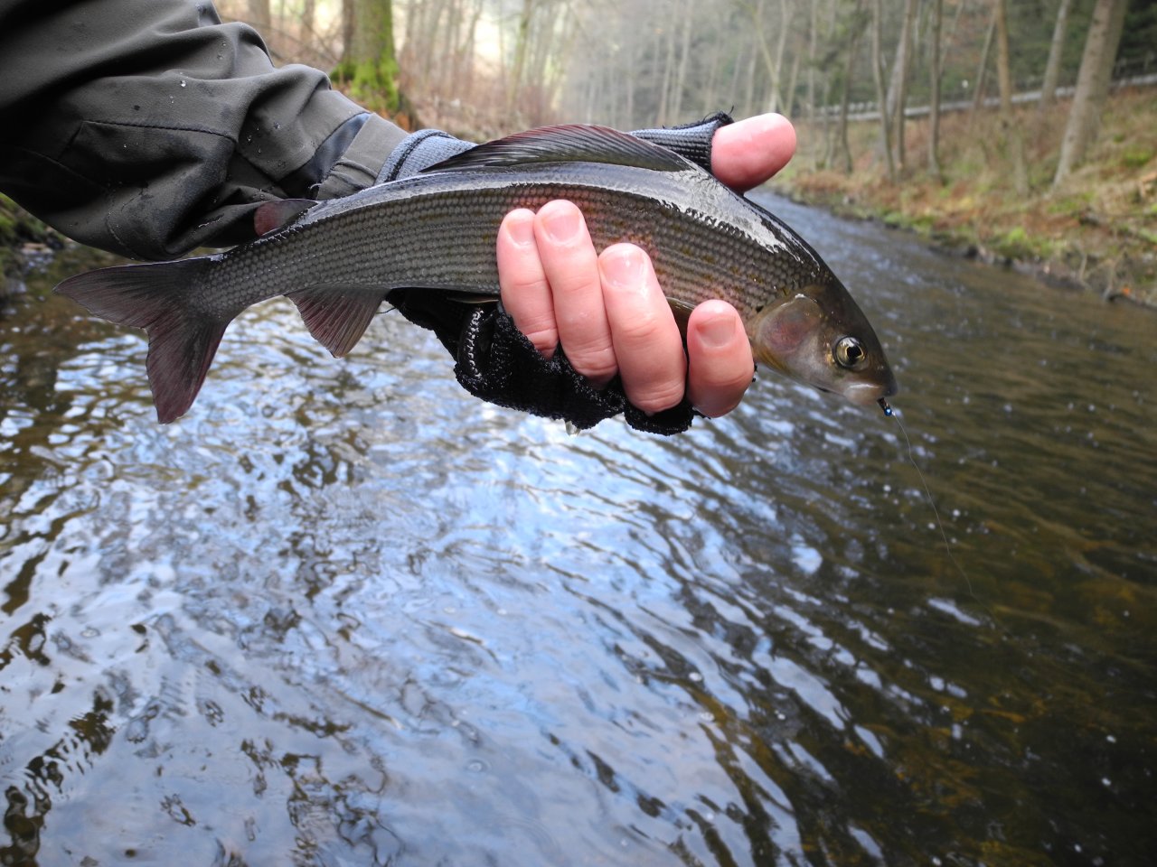 The standard size grayling from Svatava