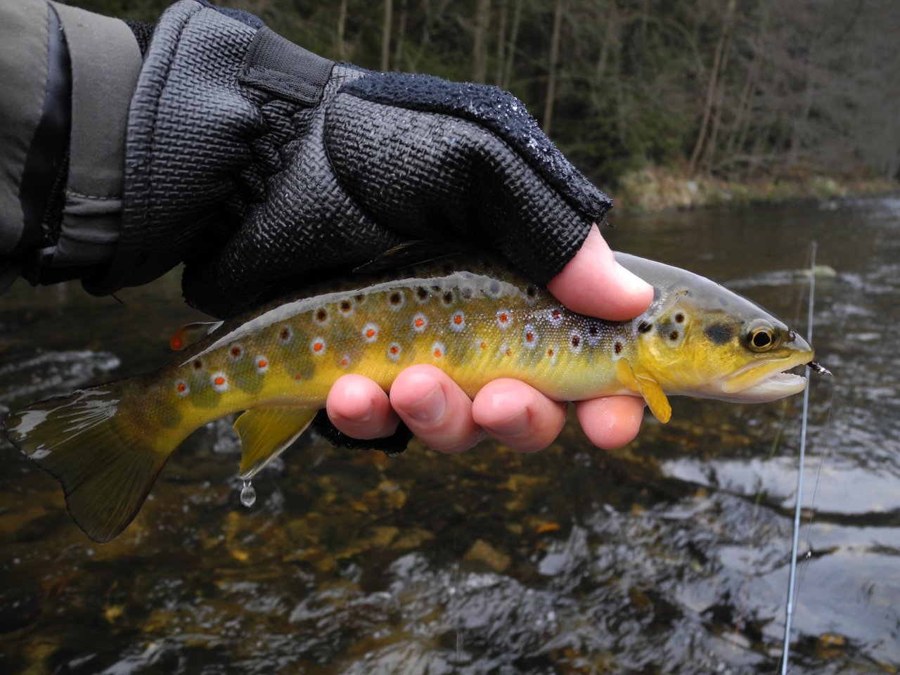 The first brown trout