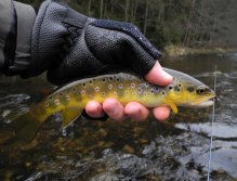 The first brown trout
