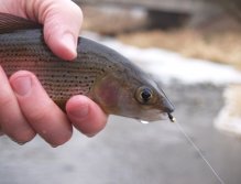 Winter grayling