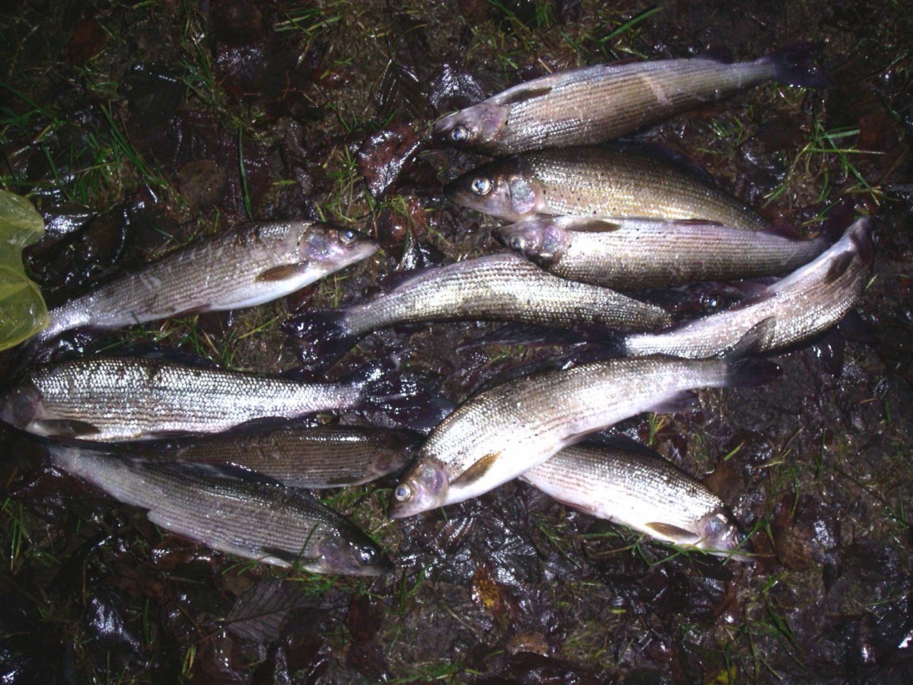 Poaching at Svatava river