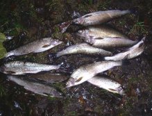 Poaching at Svatava river