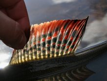 The gorgeous drawing of grayling's flag perfectly co-operates with the sunshine and I can cacth the beauty of nature!