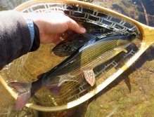 The king of the day on the dry fly. Have a great autumn days! Aleš