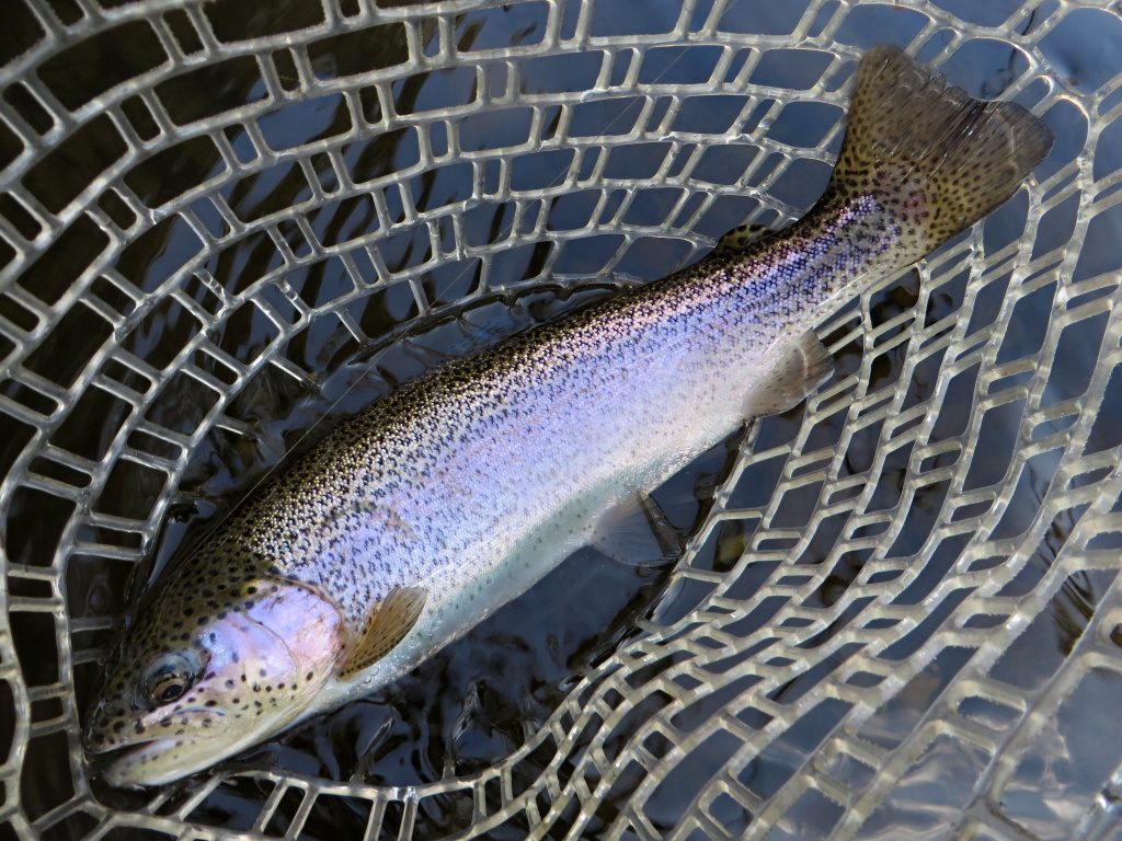 Rainbow fighter surprise from the current part of the river.