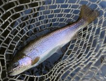 Rainbow fighter surprise from the current part of the river.
