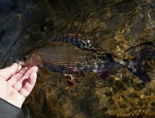 Grayling Quasimodo is waiting for photo and release from my hook.