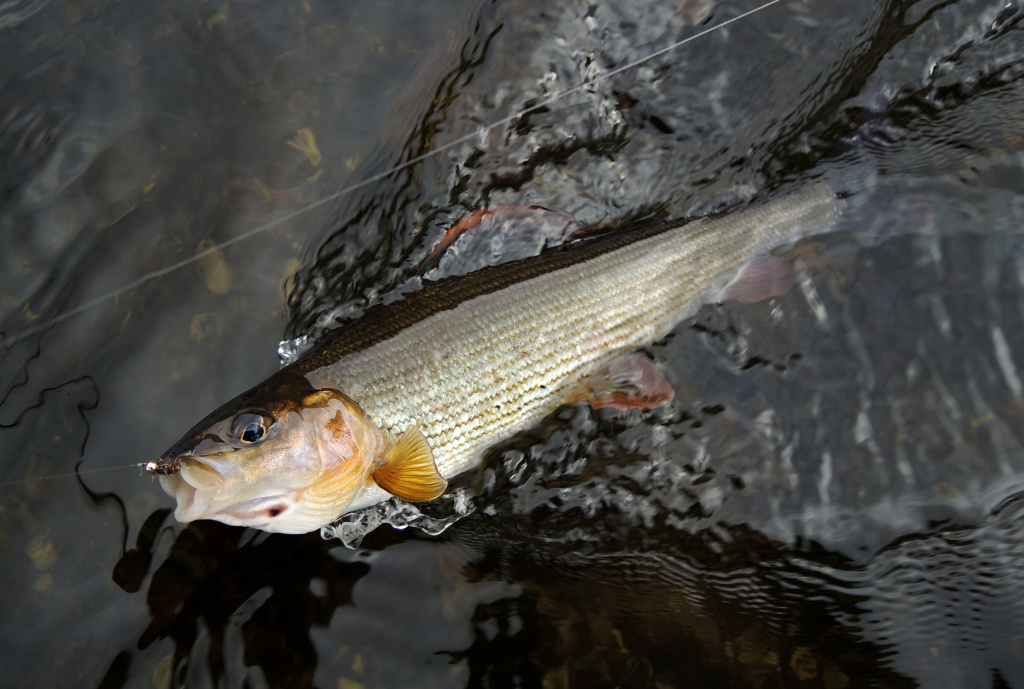 Czech river grayling in all his beauty.