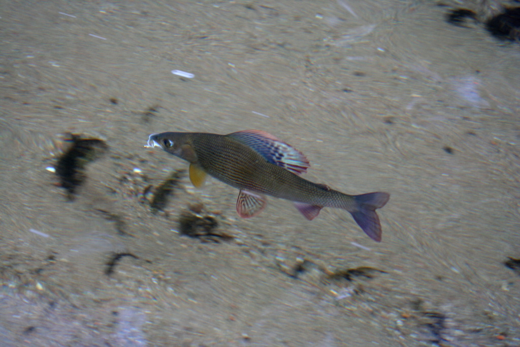 Gin-clear water - great conditions for photographing through the water surface.