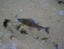 Gin-clear water - great conditions for photographing through the water surface.
