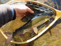 Autumn River Fly Fishing For The Czech Grayling