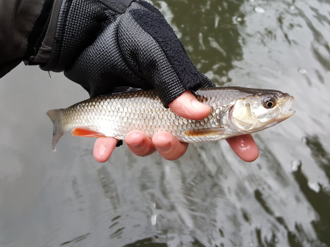 Small chub from Trnava