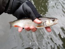 Small chub from Trnava