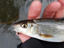 Little coarse fish on nymph