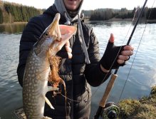 Small pike caught by my friend under the shore on a big golden pike tube streamer.