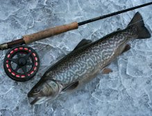 Tiger on the ice. Goodness for our winter dinner.