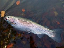 Purple colored rainbow trout with a nice big tail.