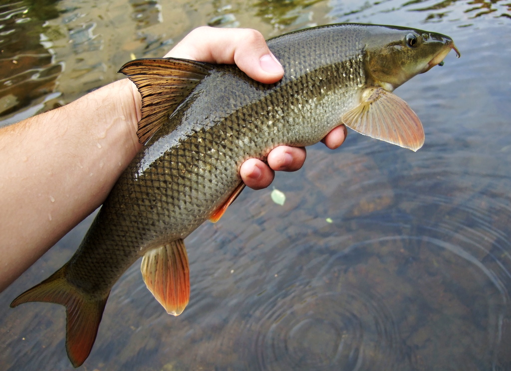 Smaller barbel made me happy! I caught her when I tried a small dark nymph for a while.