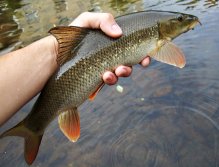 Smaller barbel made me happy! I caught her when I tried a small dark nymph for a while.