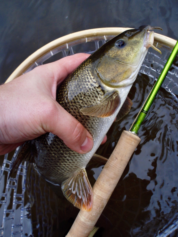 Pretty river queen from the city caught on small goldhead tungsten nymph.