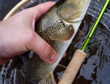 Pretty river queen from the city caught on small goldhead tungsten nymph.
