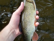 First fish! Nice golden chub from the city river.
