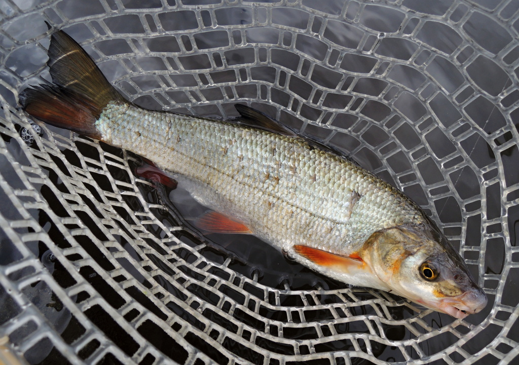 Nice "Chondrostoma nasus" caught on a small tungsten nymph is in the net!
