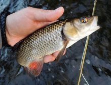 Another nice healthy chub, which did not resist the golden nymph in the smaller flowing stream below the footbridge.