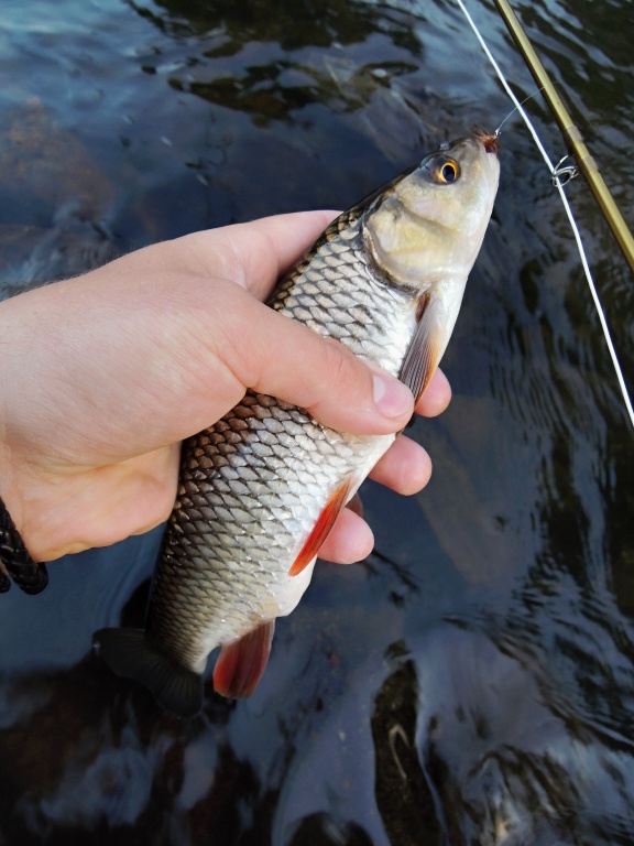Small chub on the first cast with Goddard Sedge!
