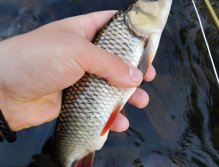 Small chub on the first cast with Goddard Sedge!