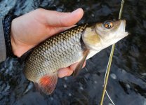Urban Fly Fishing For Coarse Fish