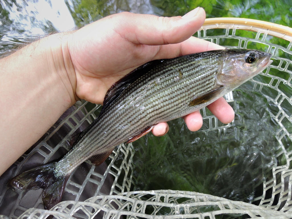 Small grayling from a shallow part of the river. Careful and quick photo before returning to the water home.