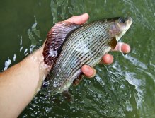 Nicely colored grayling is ready for release from my hand.