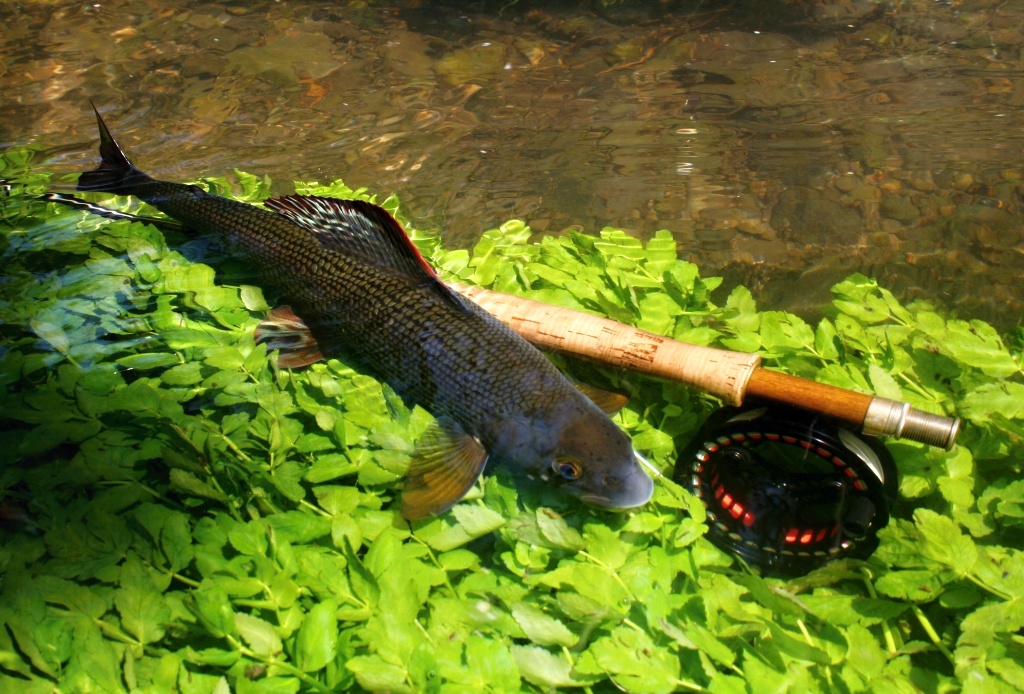 I love this photo. Big grayling is staying next my fly rod and resting after a fierce fight.