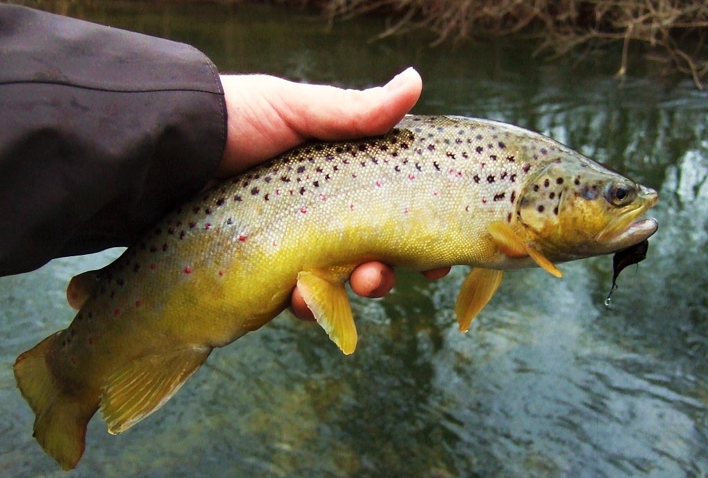 The beautiful golden brownie did not resist the bigger black streamer.