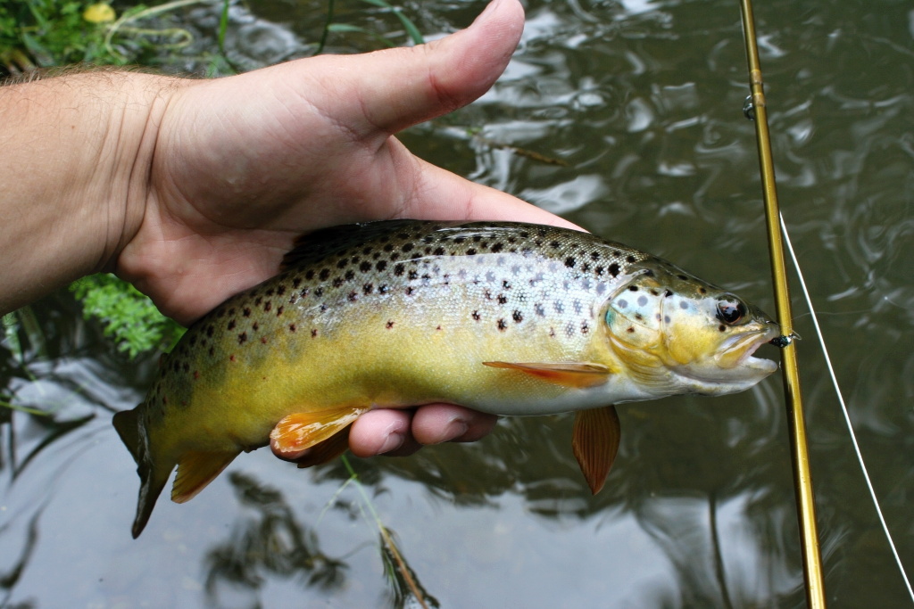 Nice small and well-fed brownie caught on a black silver tungsten head nymph.