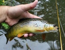 Nice small and well-fed brownie caught on a black silver tungsten head nymph.