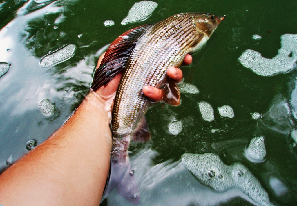 Big grayling male caught on imitation of beige caddis larva.