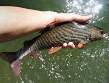 Beautiful and today a very rare specimen of the Thymalus Thymalus.